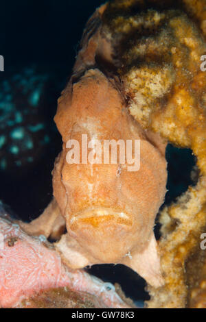 Dumaguete, Philippines. 12 Sep, 2016. Ces créatures inhabituelles ont été repérés au cours d'une journée de plongée muck off Dumaguete aux Philippines. Poisson grenouille géant imite l'éponge qu'elle repose sur, Dumaguete, Philippines Crédit : Ed Brown/Alamy Live News Banque D'Images