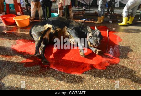 Le Caire, Égypte. 12 Sep, 2016. Les Musulmans égyptiens les sacrifier le premier jour de de l'Aïd al-Adha ou fête du sacrifice, au Caire, en Egypte. Les musulmans à travers le monde célèbrent la fête annuelle de l'Aïd al-Adha, ou la Fête du Sacrifice, qui marque la fin du Hajj pèlerinage à La Mecque et en commémoration du Prophète Abraham est prêt à sacrifier son fils pour montrer l'obéissance à Dieu © Amr Sayed/APA/Images/fil ZUMA Alamy Live News Banque D'Images