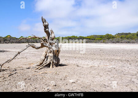 Arbre sans feuilles séchées et reste dans le lit du lac des terres humides fissurée pendant une sécheresse à Manning Lake dans l'ouest de l'Australie. Banque D'Images