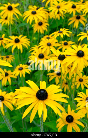 De plus en plus d'or Rudbeckia sturm frontière jardin Banque D'Images