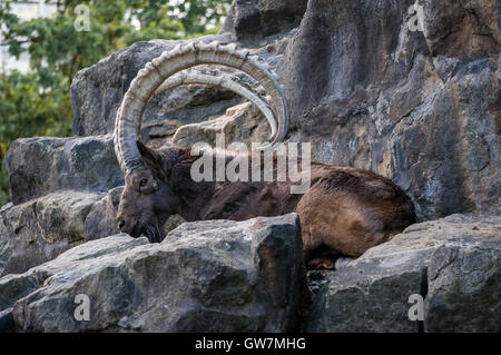 Grande vieille sibérienne ibex avec grandes cornes Banque D'Images