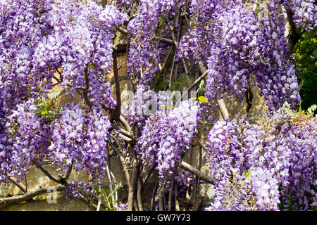 Les fleurs de glycine profuse sur une maison en pierre mur plein frame close up Banque D'Images