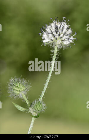 Petit - Dipsacus pilosus Cardère Banque D'Images