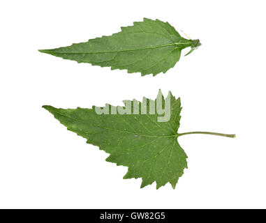 La campanule à feuilles d'ortie - campanula trachelium Banque D'Images