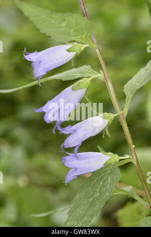 La campanule à feuilles d'ortie - campanula trachelium Banque D'Images