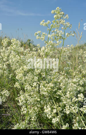 Le gaillet Galium saxatile - Heath Banque D'Images