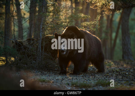 Les ours bruns d'Europe / Braunbaeren ( Ursus arctos ), puissant et fort, dans une forêt de pins, nice matin tôt de rétroéclairage. Banque D'Images