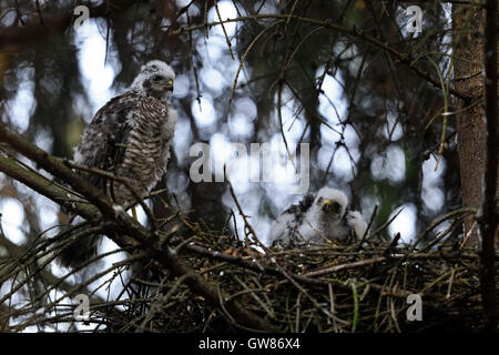 Éperviers / Sperber ( Accipiter nisus ), enfants, hommes et femmes, perché à côté de / assis dans leur nid, jolie situation. Banque D'Images