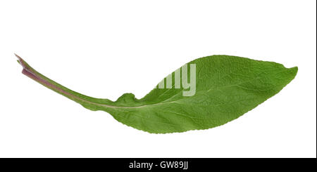 La digitale pourpre - Digitalis purpurea Banque D'Images