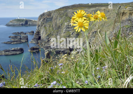 Fleawort South Stack - Tephroseris integrifolia ssp maritima Banque D'Images