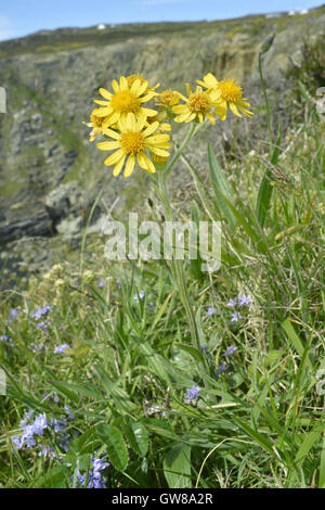 Fleawort South Stack - Tephroseris integrifolia ssp maritima Banque D'Images