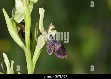 Bee/Fly Orchid hybride - Ophrys apifera x O. insectifera Banque D'Images