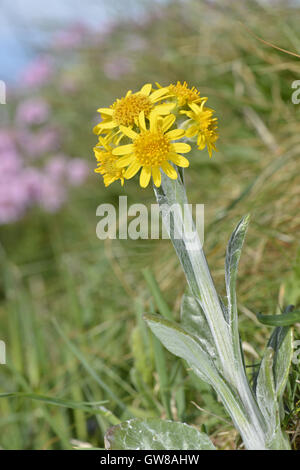 Fleawort South Stack - Tephroseris integrifolia ssp maritima Banque D'Images