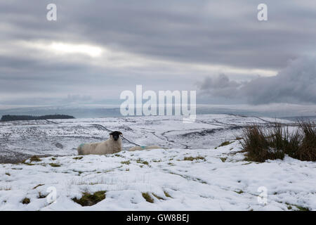 Un mouton en hiver près de Milecastle 44, mur d'Hadrien, Northumberland, Angleterre - à la direction sud vers le North Pennines Banque D'Images