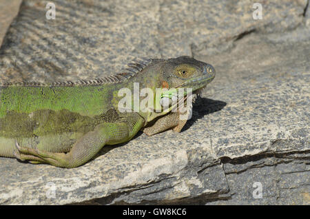 Iguane vert soleil lui-même sur des pierres au soleil. Banque D'Images