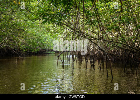 Sur la mangrove de l'île de Bintan en Indonésie Banque D'Images