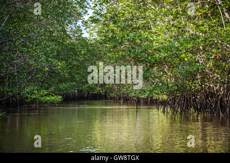 Sur la mangrove de l'île de Bintan en Indonésie Banque D'Images