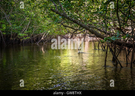 Sur la mangrove de l'île de Bintan en Indonésie Banque D'Images