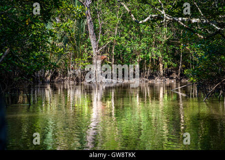 Sur la mangrove de l'île de Bintan en Indonésie Banque D'Images