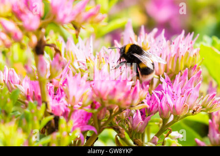 Bumble Bee Sedum pollinisateurs des fleurs dans un jardin du nord de Londres, au Royaume-Uni. Banque D'Images