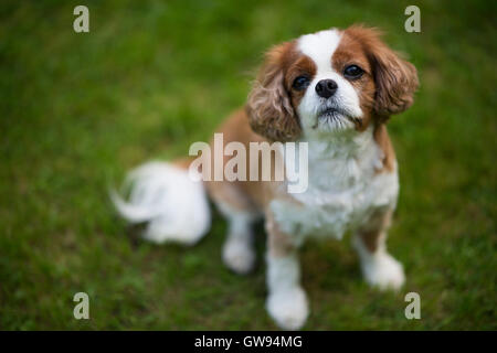 Cavalier King Charles Spaniel chien avec fond vert n'est pas mise au point. Banque D'Images
