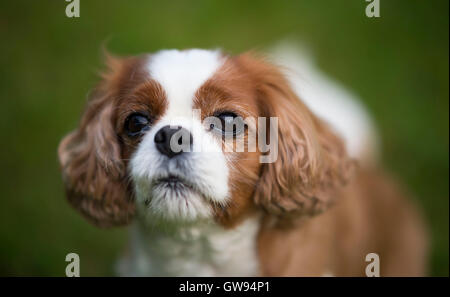 Cavalier King Charles Spaniel chien avec fond vert n'est pas mise au point. Banque D'Images