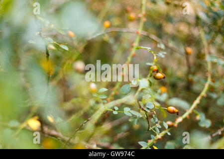 Dog rose bush avec des baies close up Banque D'Images