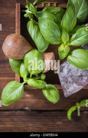 Basilic frais et vintage herb chopper dans boîte en bois. Banque D'Images