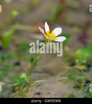 L'eau de bassin Crowfoot - Ranunculus peltatus fleur eau blanc Banque D'Images