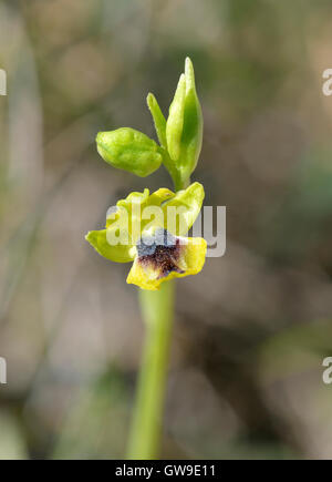 Ophrys lutea galilaea sous-espèce de l'orchidée abeille jaune en provenance de Chypre Banque D'Images