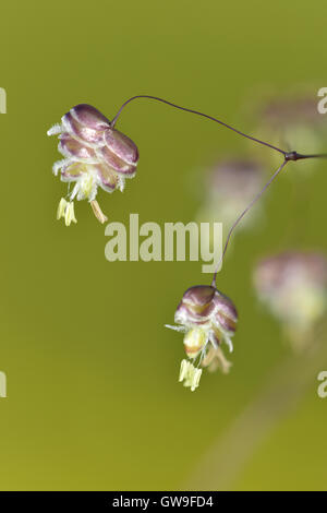 Quaking grass-commun - Briza media Banque D'Images