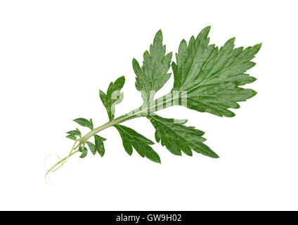 - L'armoise Artemisia vulgaris Banque D'Images