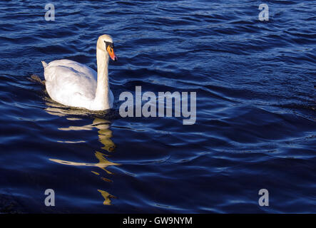 Dans Swan Lake Bassin rond Jardin Kensington London England Banque D'Images