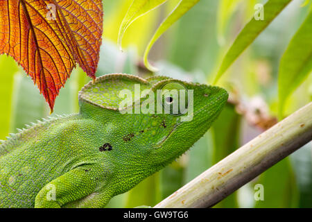 Caméléon géant malgache (Furcifer oustaleti) à Manongarivo Réserve spéciale Banque D'Images