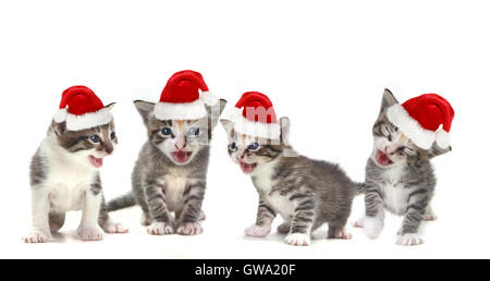 Des chants de chatons Wearing Red Hat on White Banque D'Images