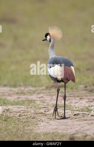 Grue couronnée grise au lac Nakuru en quête de nourriture au crépuscule au Kenya Afrique Banque D'Images