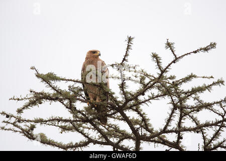 La steppe Eagle perché sur un acacia en Afrique Kenya Masai Mara Banque D'Images