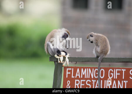 Le singe vervet (Cercopithecus aethiops ) dans le Parc National de Nakuru de lac et de la vallée du Rift, au Kenya, Afrique, Afrique de l'Est Banque D'Images