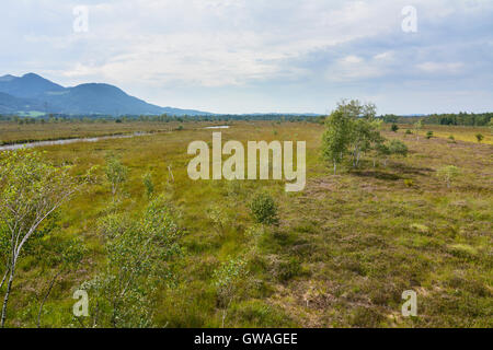 Grassau : moor soulevées bog Kendlmühlfilzen, Allemagne, Bavière, Bayern, Oberbayern, Chiemgau, Haute-Bavière Banque D'Images