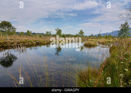 Grassau : moor soulevées bog Kendlmühlfilzen, Allemagne, Bavière, Bayern, Oberbayern, Chiemgau, Haute-Bavière Banque D'Images