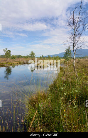 Grassau : moor soulevées bog Kendlmühlfilzen, Allemagne, Bavière, Bayern, Oberbayern, Chiemgau, Haute-Bavière Banque D'Images