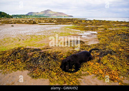 Murphy à Whiting Bay, surplombant le Saint Isle Banque D'Images