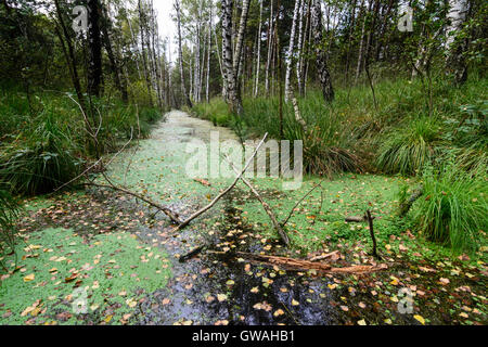 Grassau : moor soulevées bog Kendlmühlfilzen, Allemagne, Bavière, Bayern, Oberbayern, Chiemgau, Haute-Bavière Banque D'Images