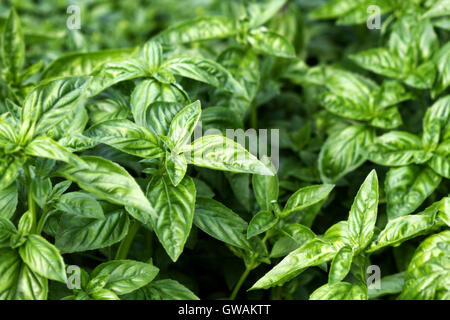 Résumé L'agriculture à base de nature historique : green basil (Ocimum basilicum) croissant dans un jardin. Banque D'Images