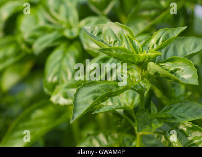 Résumé L'agriculture à base de nature historique : green basil (Ocimum basilicum) libre dans un jardin. Banque D'Images