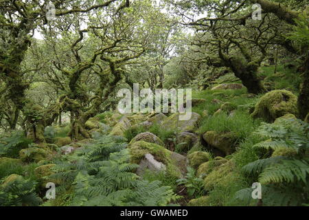Wistman's wood, Dartmoor Banque D'Images