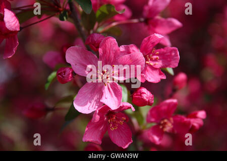 Un gros plan de rose fleur fleurs pommetier (Malus sp.) au printemps Banque D'Images