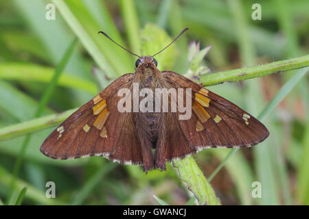 Une d'argent-spotted Skipper butterfly (Epargyreus clarus) reposant sur une tige de la plante, Indiana, United States Banque D'Images