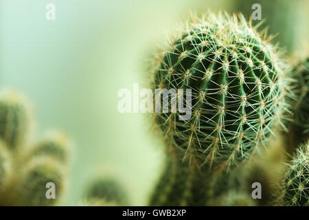 Nature vert backgfround ou wallpaper : cactus intérieur libre. Banque D'Images