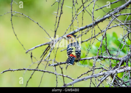 Un Crested Barbet dans un arbre. Le Parc National Kruger, la plus grande réserve animalière d'Afrique du Sud. Banque D'Images